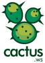 Cactus Cactus